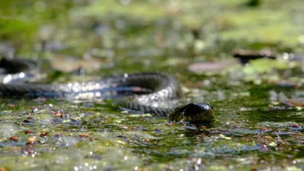 Portrait of Snake in Swamp Thickets and Algae, Close-up, Serpent in River — Stock Video