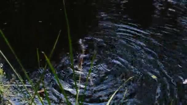 Had plave v řece bažinatými houštinami a řasami, zblízka. — Stock video