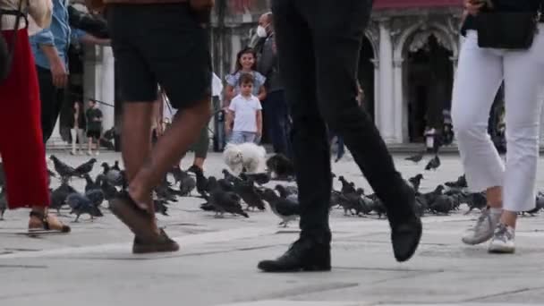 Beaucoup de pigeons au ralenti sur la Piazza San Marco, la foule nourrit les colombes — Video