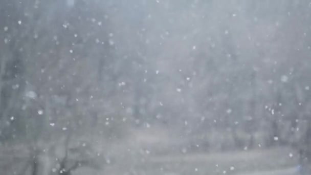 Zware sneeuwval op de achtergrond van het Winterwoud, Sneeuwstorm, Blizzard — Stockvideo