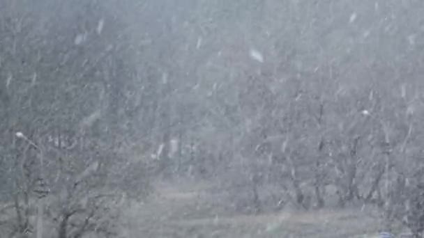 Fuertes nevadas en el fondo del bosque de invierno, tormenta de nieve, lagartija — Vídeo de stock