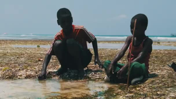 Local African Boys in Shallow Water of the Ocean Play with Sea Fish at Low Tide — Stock Video