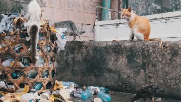 Zbłąkane koty jedzą zgniłe jedzenie z brudnego śmietnika, biedna Afryka, Zanzibar — Wideo stockowe