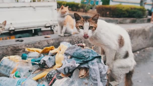 Los gatos callejeros Shabby comen comida podrida de un contenedor sucio, África pobre, Zanzíbar — Vídeo de stock