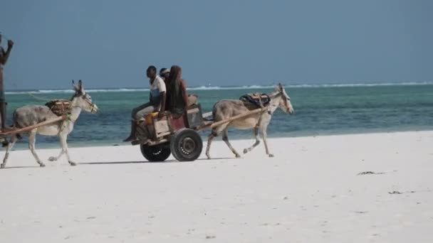 Donkey Carts with Local Africans Ride along the Sandy Beach by Ocean, Zanzibar — Stock Video