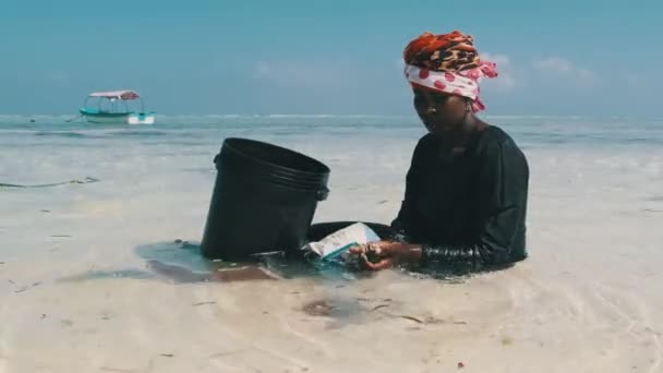 Afrikalı Kadın Okyanusta Suda Oturan Kova içinde Deniz Ürünleri Topluyor. Zanzibar — Stok video