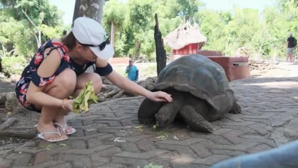 Mujer alimentando a una enorme tortuga gigante de Aldabra en la isla prisión, Zanzíbar, África — Vídeos de Stock
