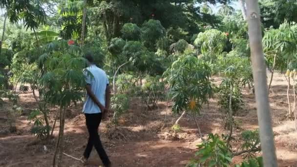 Pohon iodin di alam, tanaman iodin di alam liar, Afrika Timur, Zanzibar, Tanzania — Stok Video