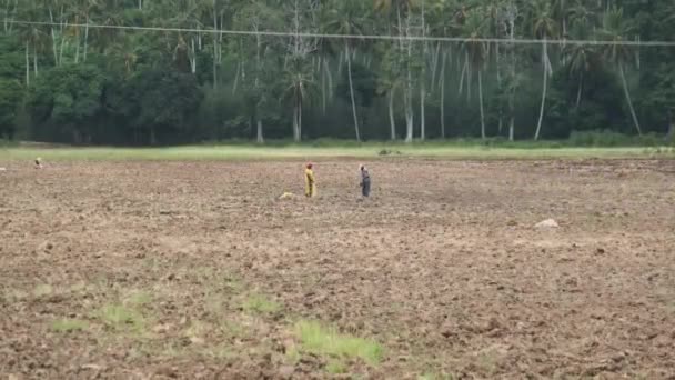 Afrikanische Einheimische arbeiten hart in der Landwirtschaft, Sansibar, Afrika — Stockvideo