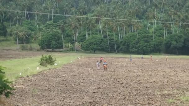Local African People Work Hard in the Agricultural Field, Zanzibar, Africa — Stock Video