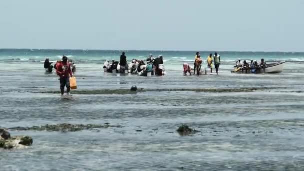Mulheres africanas locais coletam frutos do mar em águas rasas do oceano Low Tide Zanzibar — Vídeo de Stock
