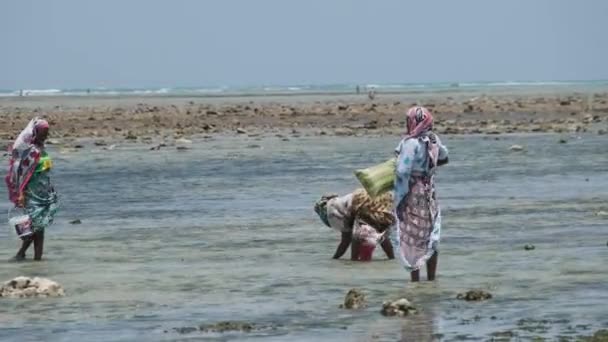 Lokalne afrykańskie kobiety zbierają owoce morza w płytkich wodach Oceanu Low Tide Zanzibar — Wideo stockowe