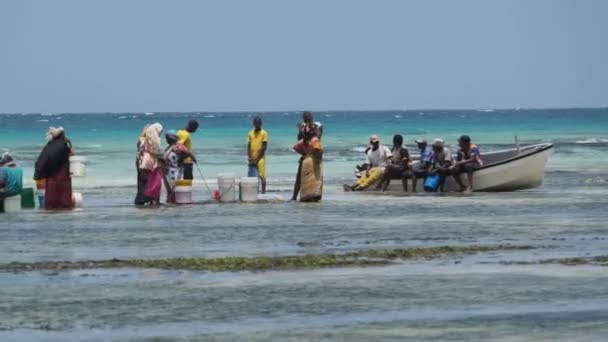 Lokale Afrikanen verzamelen zeevruchten in de ondiepe wateren van Ocean Low Tide Zanzibar — Stockvideo