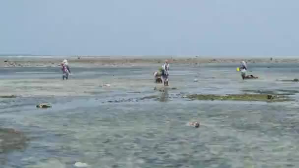 Local African Women Collect Seafood in Shallow Waters of Ocean Low Tide Zanzibar — Stock Video