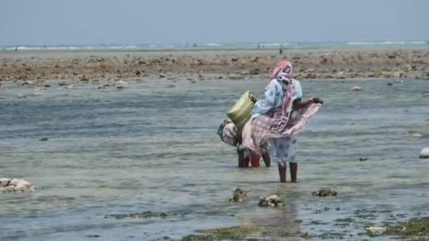 Lokalne afrykańskie kobiety zbierają owoce morza w płytkich wodach Oceanu Low Tide Zanzibar — Wideo stockowe