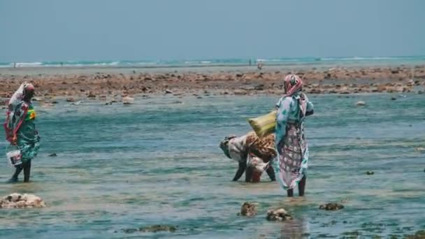 Lokale Afrikaanse vrouwen verzamelen zeevruchten in de ondiepe wateren van Ocean Low Tide Zanzibar — Stockvideo