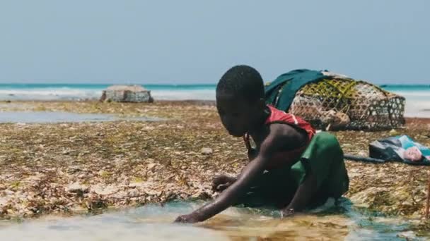 Local African Boys in Shallow Water of the Ocean Play with Sea Fish at Low Tide — Stock Video