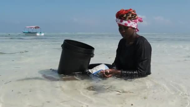 Африканська жінка збирає морепродукти в Бакет Сидячи у воді в океані. Занзібар — стокове відео