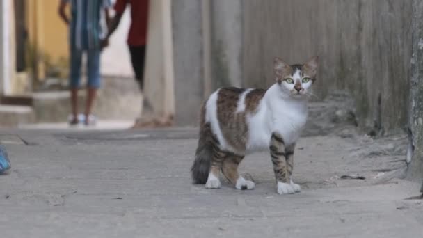 Obdachlose Shabby Cat in Afrika spaziert auf der Straße von Dirty Stone Town, Sansibar — Stockvideo