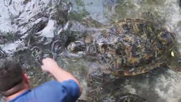 People Algae Feeding Giant Sea Turtles in Baraka Natural Aquarium, Zanzibar — Stock Video