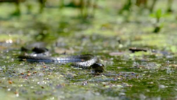 Portrét hada v bažinatých houštinách a řasách, zblízka, had v řece — Stock video