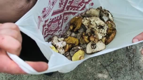 Gombát Szedek Erdőben Egy Férfi Jelenik Meg Egy Csomagban Gyűjtött — Stock videók