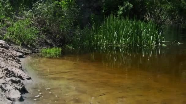 Pintoresca Naturaleza Verde Orilla Del Río Con Vegetación Verde Paisaje — Vídeos de Stock
