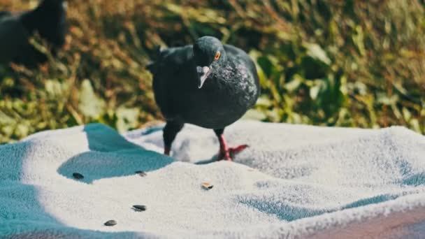 Piccioni Stanno Cercando Del Cibo Nel Parco Piccolo Stormo Piccioni — Video Stock