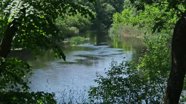 Pintoresca Naturaleza Verde Orilla Del Río Con Vegetación Verde Paisaje — Vídeos de Stock