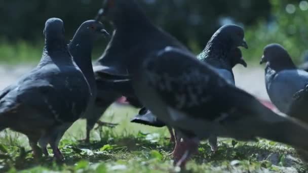 Holubi Hledají Jídlo Parku Malé Hejno Holubů Prochází Trávě Hledá — Stock video