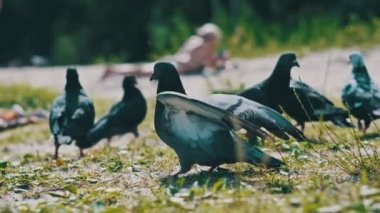Güvercinler parkta yiyecek arıyorlar. Küçük bir güvercin sürüsü yiyecek aramak için çimenlerde yürüyor, aşağıdan, yakın plan. Yaz, güneşli bir gün. Yavaş çekim 120 fps.