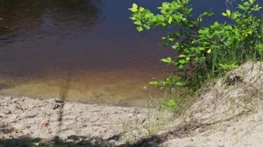Yeşil bitki örtüsü ile nehir kıyısının resmi yeşil doğası. Yeşil yosunlu temiz bir nehir manzarası. Güneşli yaz havası, yüksek kıyılar. Ukrayna 'da saf doğa.