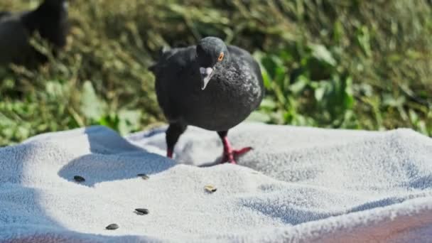 Güvercinler Parkta Yiyecek Arıyorlar Küçük Bir Güvercin Sürüsü Yiyecek Aramak — Stok video