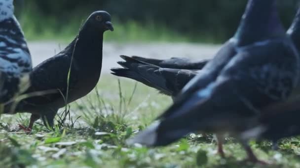 Pigeons Looking Food Park Small Flock Pigeons Walks Grass Search — Stock Video