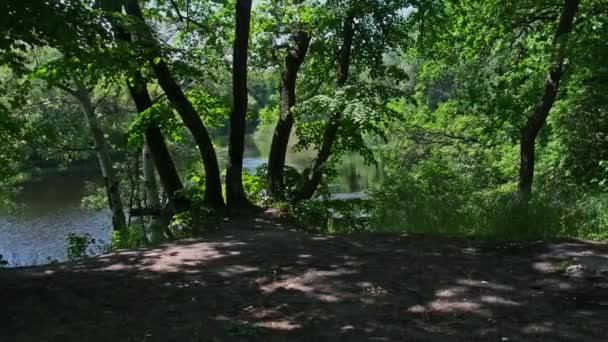 Живописная Зеленая Природа Берега Реки Зеленой Растительностью Пейзаж Чистой Реки — стоковое видео