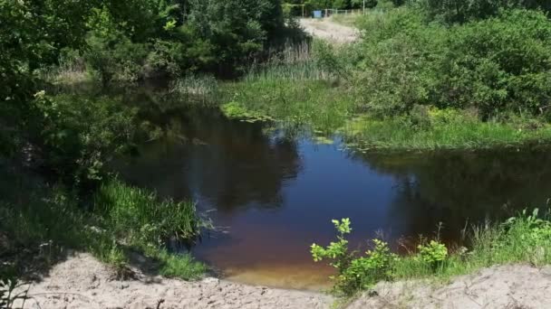 Malowniczy Zielony Charakter Brzegu Rzeki Zieloną Roślinnością Krajobraz Czysta Rzeka — Wideo stockowe