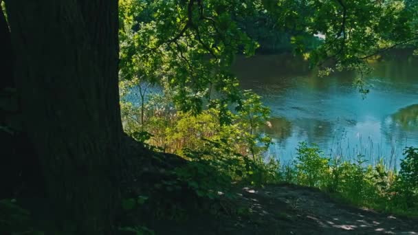 Landschaftlich Grüne Natur Des Flussufers Mit Grüner Vegetation Malerischer Sauberer — Stockvideo