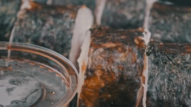 Japanska Sushirullar Plastlåda Roterar Närbild Med Färsk Sushi Med Ingefära — Stockvideo