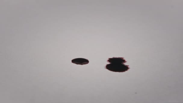 Krople Krwi Spadają Biały Papier Makro Czerwona Krew Jest Wchłaniana — Wideo stockowe