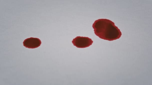 Червона Кров Падає Білий Папір Макро Знімок Краплі Крові Поглинаються — стокове відео