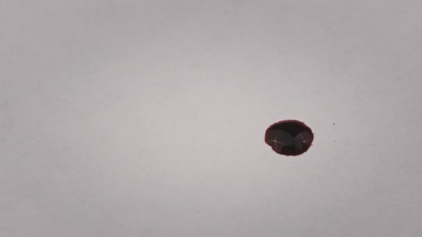 Red Blood Drips White Sheet Red Drop Ink Falls White — Stockvideo