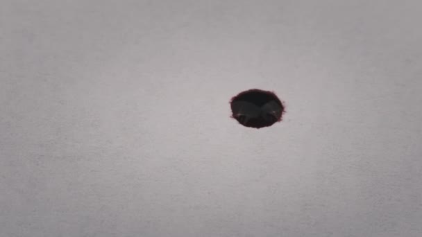 Red Drop Ink Falls White Paper Absorbed Macro Red Blood — Vídeos de Stock