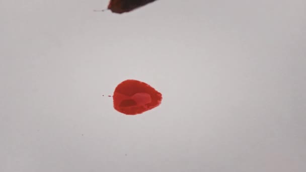Brush Red Paint Draws Line White Paper Super Macro Drawing — Video Stock