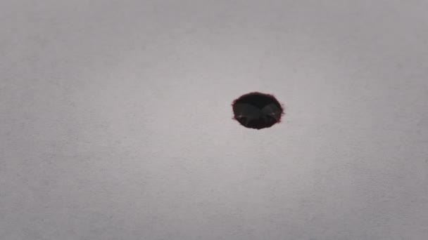 Red Drop Ink Falls White Paper Absorbed Macro Red Blood — Wideo stockowe