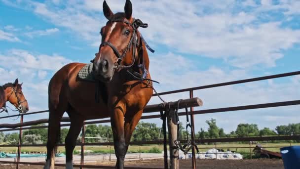 Brown Harnessed Horse Stands Stable Blue Sky Backdrop Slow Motion — Vídeos de Stock