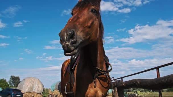 Brown Harnessed Horse Stands Stable Blue Sky Backdrop Slow Motion — 图库视频影像