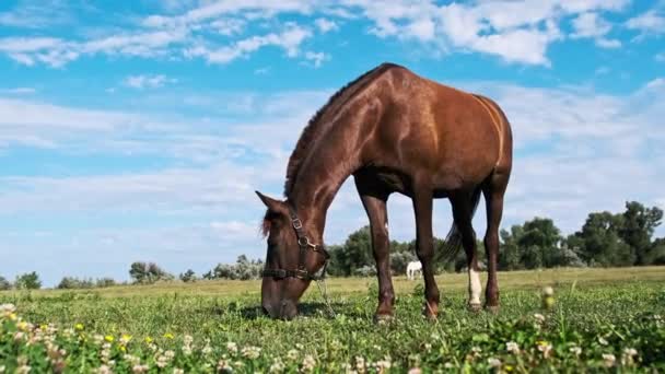 Horse Grazes Meadow Blue Sky Brown Horse Eats Green Grass — Stock video