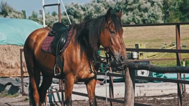 Brown Horse Gear Stands Wooden Paddock Outdoor Village Farm Slow — Αρχείο Βίντεο