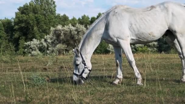 White Horse Grazes Green Field Slow Motion Horses Eat Green — Stock video