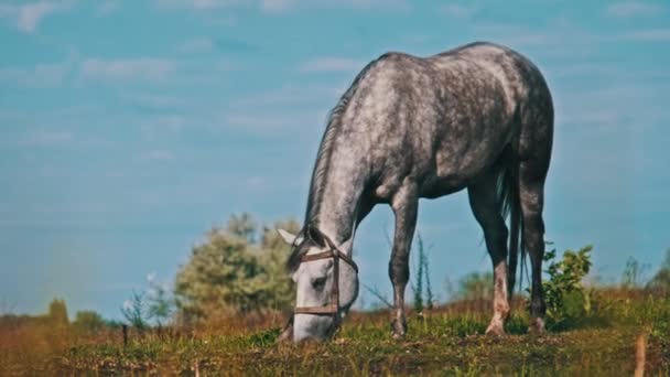 Gray Horse Grazes Green Field Slow Motion Horse Harnesses Eats — 图库视频影像